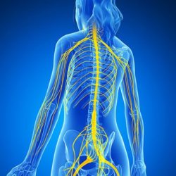 chiropratica nervi spinali