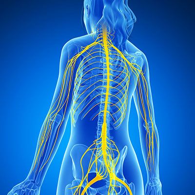 chiropratica nervi spinali